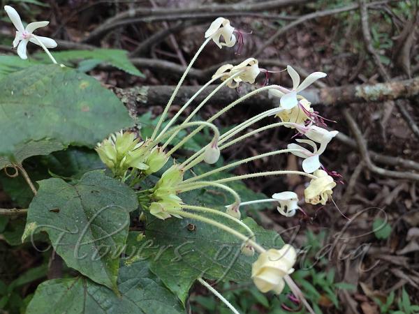 Arrowleaf Glorybower